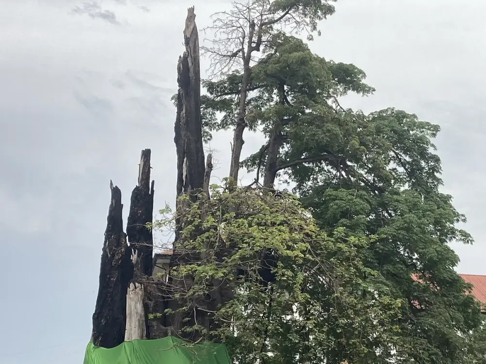 Le Cotton Tree, Freetown · Photo Smoking Tyre · CC BY-SA 4.0 Le Cotton Tree, Freetown